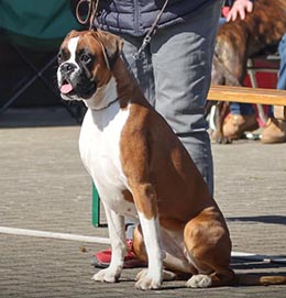 Quiz-Queen vom Hause Rehberg