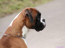 Quintano vom Hause Rehberg